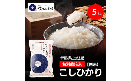 令和8年産 新潟県上越産 特別栽培米 コシヒカリ 5kg 5キロ 【白米】 従来品種 こしひかり 新米 おおた農場 上越市