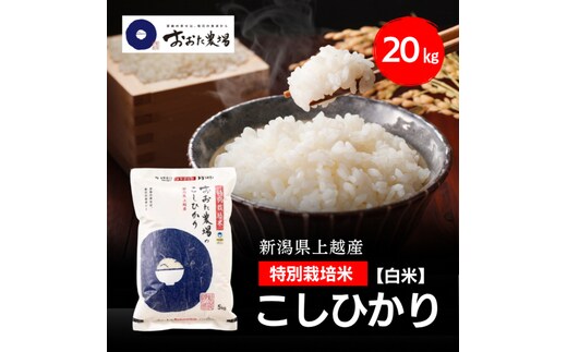 令和8年産 新潟県上越産 特別栽培米 コシヒカリ 20kg 20キロ（5kg×4） 【白米】 従来品種 こしひかり 新米 おおた農場 上越市