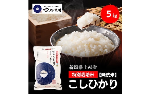令和8年産 新潟県上越産 特別栽培米 コシヒカリ 5kg 5キロ 【無洗米】 従来品種 こしひかり 新米 おおた農場 上越市