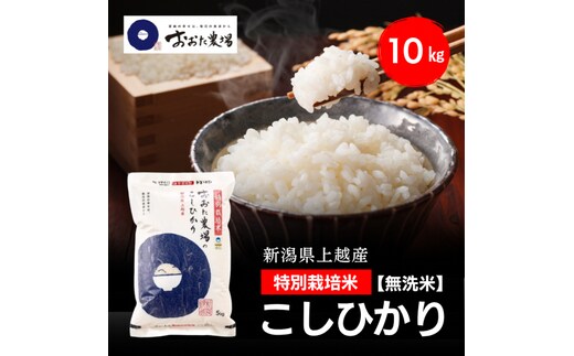 令和8年産 新潟県上越産 特別栽培米 コシヒカリ 10kg 10キロ（5kg×2） 【無洗米】 従来品種 こしひかり 新米 おおた農場 上越市
