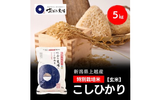  令和8年産 新潟県上越産 特別栽培米 コシヒカリ 5kg 5キロ 【玄米】 従来品種 こしひかり 新米 おおた農場 上越市