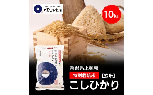 令和8年産 新潟県上越産 特別栽培米 コシヒカリ 10kg 10キロ（5kg×2） 【玄米】 従来品種 こしひかり 新米 おおた農場 上越市