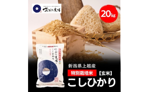令和8年産 新潟県上越産 特別栽培米 コシヒカリ 20kg 20キロ（5kg×4） 【玄米】 従来品種 こしひかり 新米 おおた農場 上越市