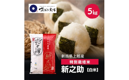 令和8年産 新潟県上越産 特別栽培米 新之助 5kg 5キロ 【白米】 しんのすけ 新米 おおた農場 上越市