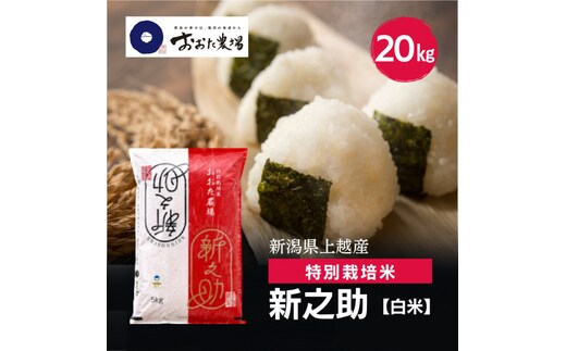 令和8年産 新潟県上越産 特別栽培米 新之助 20kg 20キロ（5kg×4） 【白米】 しんのすけ 新米 おおた農場 上越市