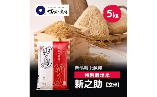 令和8年産 新潟県上越産 特別栽培米 新之助 5kg 5キロ 【玄米】 新米 おおた農場 上越市