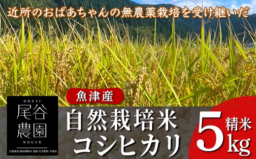 【早期予約】【9ヶ月定期便】【令和8年度産米】尾谷農園 自然栽培米コシヒカリ 精米5kg ※2026年10月～発送