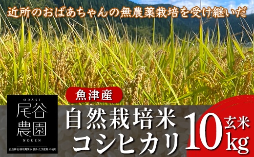 【早期予約】【令和8年度産米】尾谷農園 自然栽培米コシヒカリ 玄米10kg ※2026年10月～発送