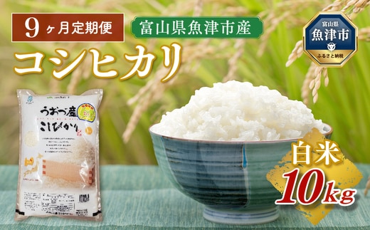 【令和7年度米】【9ヶ月定期便】富山県 うおづ産米「コシヒカリ」10kg（5kg×2袋）（精米）｜9ヶ月定期便 9回 9ヶ月 こしひかり こめ コメ お米 おこめ 白米 精米 雪解け水 香り うまみ あまみ 冷めても 美味しい おにぎり お弁当 高品質 魚津市 ※北海道・沖縄・離島への配送不可