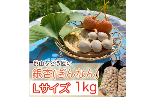 【早期予約】『ぎんなん(殻付き)』Ｌサイズ 約1kg ※北海道・沖縄・離島への配送不可 ※2026年11月～発送