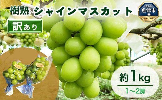 【早期予約】訳あり シャインマスカット 約1kg 樹熟 1～2房｜ 富山県産 マスカット ぶどう ブドウ 葡萄 ※北海道・沖縄・離島への配送不可 ※2026年10月～発送