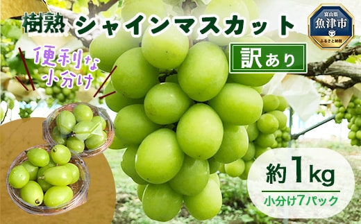 【早期予約】訳あり シャインマスカット 約1kg 樹熟 粒 7パック｜ 樹熟 粒 7パック 富山県産 マスカット ぶどう ブドウ 葡萄 ※北海道・沖縄・離島への配送不可 ※2026年10月～発送