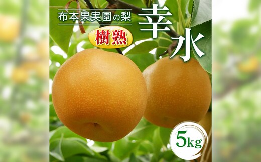 樹熟梨「幸水」13～14玉 5kg ※大きさは天候・生育状況により変わる場合があります ※2026年8月～発送