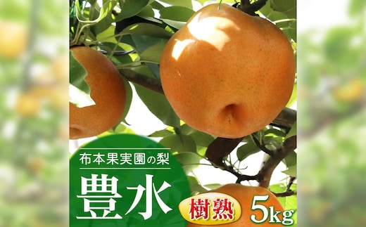 樹熟梨「豊水」約12玉 5kg ※大きさは天候・生育状況により変わる場合があります ※2026年9月～発送