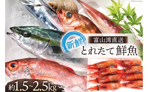 魚 富山湾直送 とれたて鮮魚セット 約1.5～2.5kg 旬 新鮮 鮮魚 詰め合わせ 産地直送 冷蔵/くろべ漁業協同組合 魚の駅「生地」/富山県 黒部市 海鮮 魚介類 魚介 