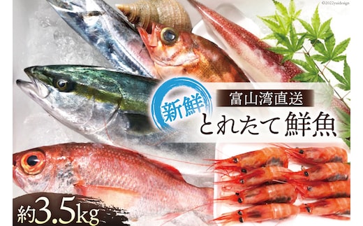 魚 富山湾直送 とれたて鮮魚セット 約3.5kg 旬 新鮮 鮮魚 詰め合わせ 産地直送 冷蔵/くろべ漁業協同組合 魚の駅「生地」/富山県 黒部市 海鮮 魚介類 魚介 