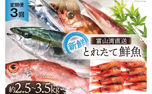 定期便 魚 富山湾直送 とれたて鮮魚セット 約2.5～3.5kg×3回 旬 新鮮 鮮魚 詰め合わせ 産地直送 冷蔵 / くろべ漁業協同組合 魚の駅「生地」/ 富山県 黒部市 地魚 お楽しみ 魚介 魚介類 