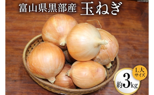 玉ねぎ 1箱 約3kg（L大サイズ）/くろべの太陽/富山県 黒部市 野菜 たまねぎ タマネギ 