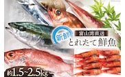 魚 富山湾直送 とれたて鮮魚セット 約1.5～2.5kg 旬 新鮮 鮮魚 詰め合わせ 産地直送 冷蔵/くろべ漁業協同組合 魚の駅「生地」/富山県 黒部市 海鮮 魚介類 魚介 
