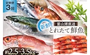 定期便 魚 富山湾直送 とれたて鮮魚セット 約2.5～3.5kg×3回 旬 新鮮 鮮魚 詰め合わせ 産地直送 冷蔵 / くろべ漁業協同組合 魚の駅「生地」/ 富山県 黒部市 地魚 お楽しみ 魚介 魚介類 
