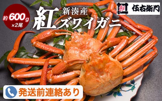 【伍右衛門】新湊産紅ズワイガニ約600g×2尾｜ずわい蟹 ずわいガニ ズワイガニ ※2026年9月～発送 ※発送まで1か月以上かかる場合があります。