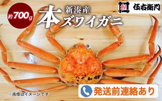 【伍右衛門】新湊産本ズワイガニ約700g｜海の幸 海鮮 お祝い 集まり メニュー 冬の味覚 茹でたて 新鮮 国産 富山県産 ※2026年11月～発送 ※発送まで1か月以上かかる場合があります。