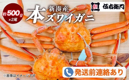 【伍右衛門】新湊産本ズワイガニ約500g×2尾｜海鮮 お祝い 集まり メニュー 冬の味覚 新鮮 国産 富山県産 ※2026年11月～発送 ※発送まで1か月以上かかる場合があります。