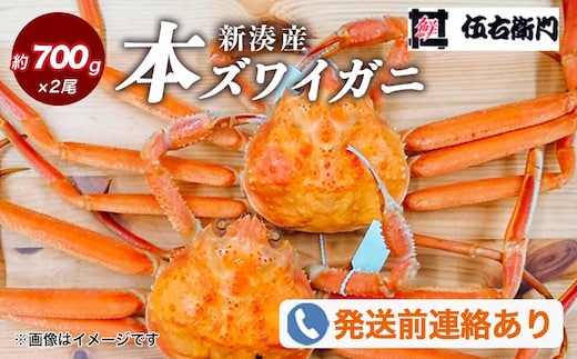 【伍右衛門】新湊産本ズワイガニ約700g×2尾｜海鮮 お祝い 集まり メニュー 冬の味覚 新鮮 国産 富山県産 ※2026年11月～発送 ※発送まで1か月以上かかる場合があります。