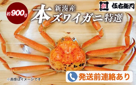 【伍右衛門】[特選]新湊産本ズワイガニ約900g｜海の幸 海鮮 お祝い 集まり メニュー 冬の味覚 茹でたて 新鮮 国産 富山県産 ※2026年11月～発送 ※発送まで1か月以上かかる場合があります。