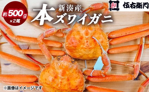 【伍右衛門】新湊産本ズワイガニ約500g×2尾｜海鮮 お祝い 集まり メニュー 冬の味覚 新鮮 国産 富山県産 ※離島への配送不可 ※2025年11月上旬～2026年3月中旬頃 ※発送まで1か月以上かかる場合があります。