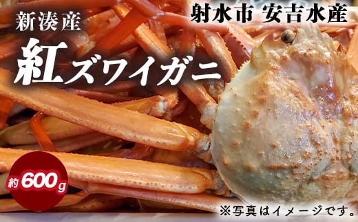 【おすすめ】紅ズワイガニ 約600g【安吉水産】｜ずわい蟹 ずわいガニ ズワイガニ 紅ズワイガニ 約600g