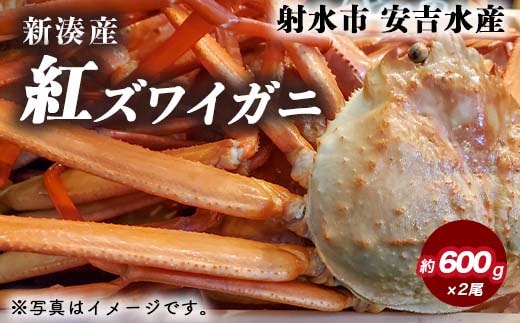 紅ズワイガニ 約600g×2尾【安吉水産】｜ずわい蟹 ずわいガニ ズワイガニ 紅ズワイガニ