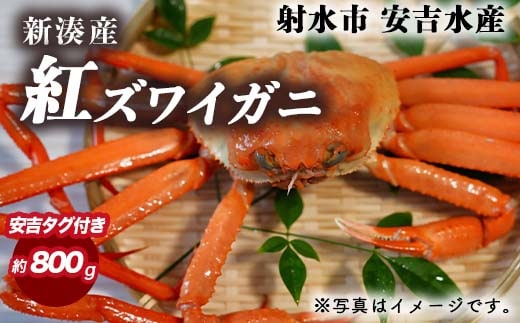 【おすすめ】紅ズワイガニ 約800g（安吉タグ付き）【安吉水産】｜ずわい蟹 ずわいガニ ズワイガニ 紅ズワイガニ 約800g