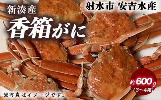 【特選】香箱がに 3～4尾（計約600g）【安吉水産】｜蟹 カニ