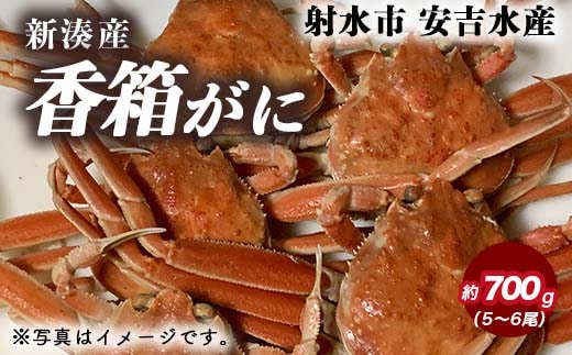 香箱がに 5～6尾（計約700g）【安吉水産】｜蟹 カニ