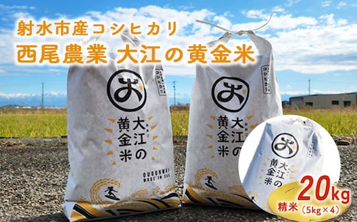R8年米 大江の黄金米 コシヒカリ20kg（5kg×4） ｜ 射水市 西尾農業 黄金米 射水の美味しいお米 精米