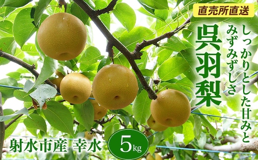 【射水のおいしい果実】【梨】直売所直送 野開梨園の“呉羽梨” 幸水5kg（14～16個／箱）※2026年8月～発送