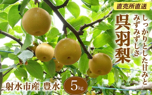 【射水のおいしい果実】【梨】直売所直送 野開梨園の“呉羽梨” 豊水5kg（14～16個／箱）※2026年9月～発送