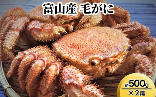 富山産 毛がに約500g×2尾 ※2026年11月～発送