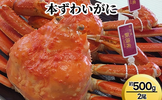 本ずわいがに約500g×2尾 ※2026年11月～発送