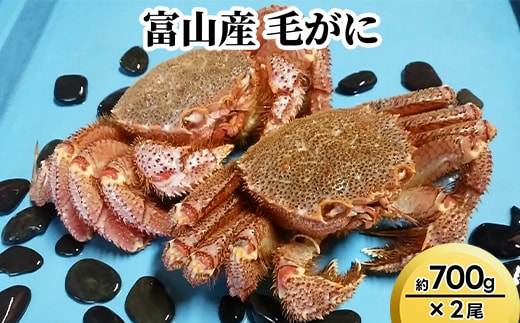 富山産 毛がに約700g ×2尾 ※2026年11月～発送