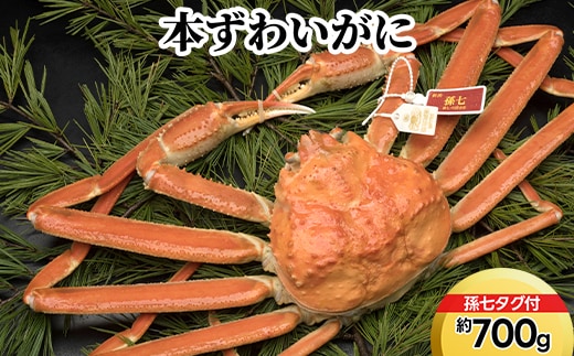 本ずわいがに約700g（孫七タグ付） ※2026年11月～発送