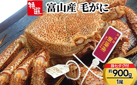 【特選】富山産 毛がに約900g×1尾（孫七タグ付き） ※2026年11月～発送