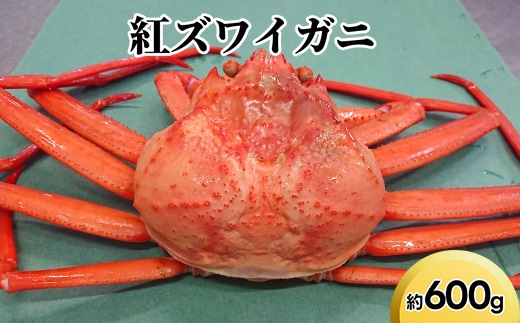 紅ズワイガニ約600g【棚辺水産】※2025年9月中旬～2026年3月下旬頃に順次発送予定 ※離島への配送不可