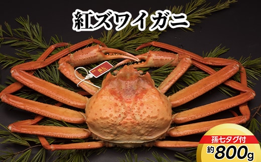 紅ズワイガニ約800g（孫七タグ付）※2026年9月～発送