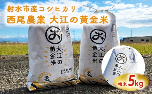 R7年度米 大江の黄金米 コシヒカリ5kg ｜ 射水市 西尾農業 黄金米 射水の美味しいお米 精米 ※離島への配送不可