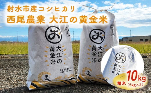 R7年度米 大江の黄金米 コシヒカリ10kg（5kg×2） ｜ 射水市 西尾農業 黄金米 射水の美味しいお米 精米 ※離島への配送不可