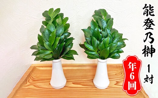 【定期便】能登乃榊 1対 年6回（6か月間定期配送） ※着日指定不可