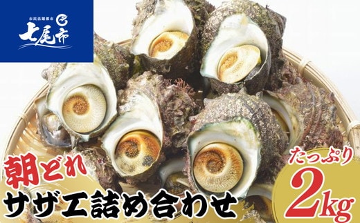 朝どれ旬のサザエ詰め合わせ（大2kg）刺身 つぼ焼き 貝※季節商品※2026年6月上旬～9月下旬頃に順次発送予定