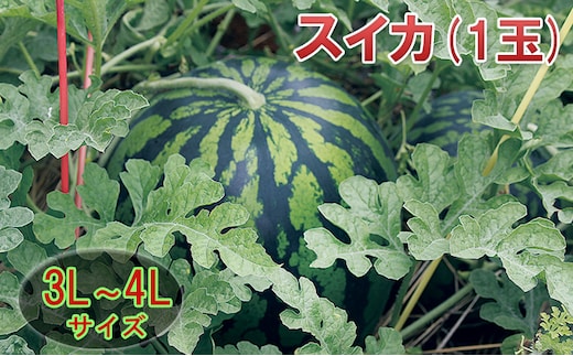 【在庫数限定】スイカ（1玉）約8kg以上 果物類 